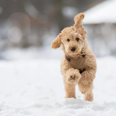 Апартаменты Sloho Bergurlaub Хоэнтауэрн